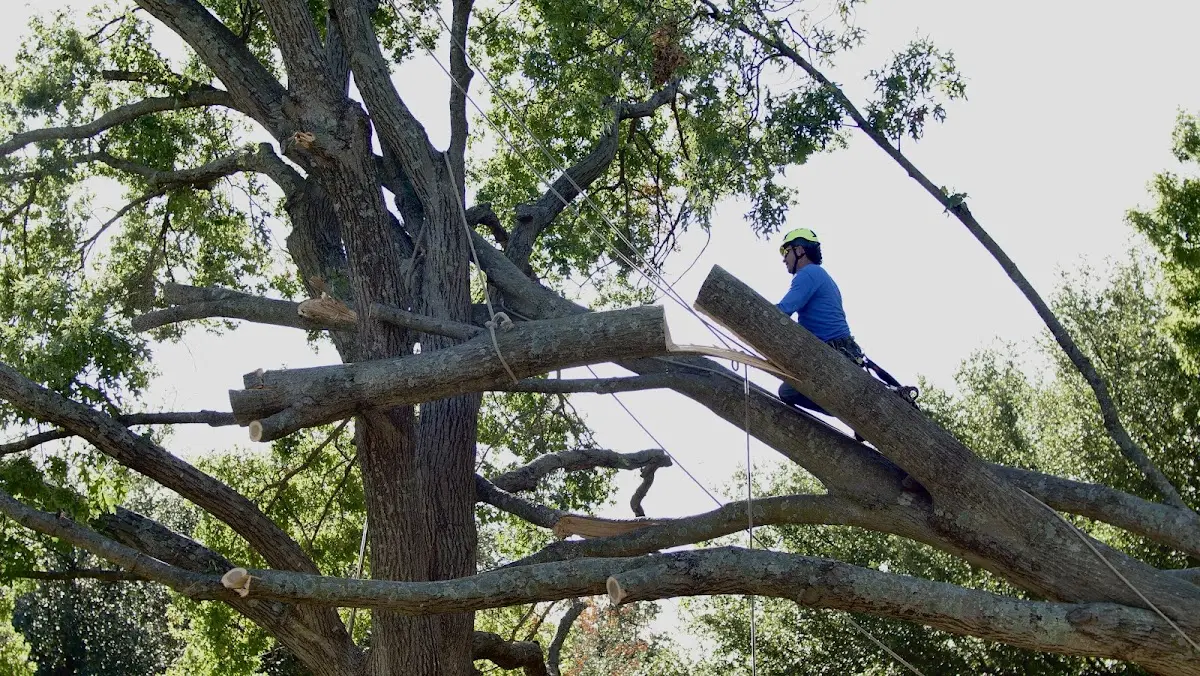 Professional Hazardous Tree Removal performed by certified arborists in Esko