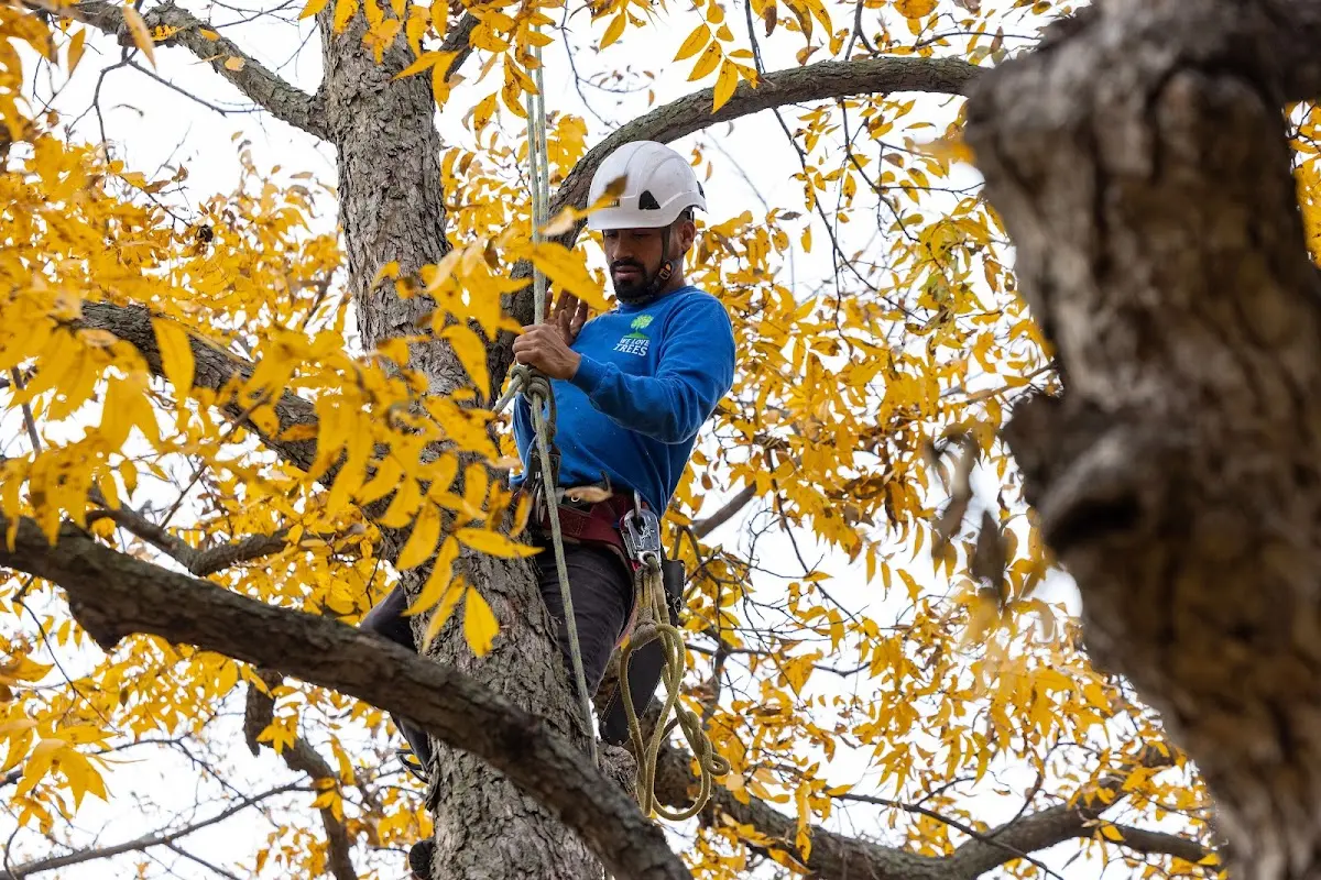 Skilled Storm Damage Cleanup crew working in Esko